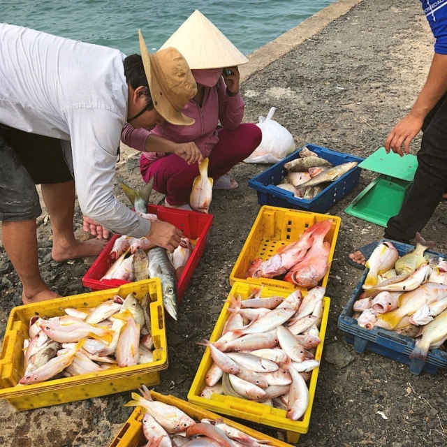 Le retour de la pêche à Côn Đảo au Vietnam ! 🇻🇳 Les pêcheurs locaux déchargent leurs prises du jour : vivaneaux rouges, carangues et barracudas frais, vendus directement sur le quai. 🐟 
.
.
🇬🇧 Fishermen returning with the catch of the day in Côn Đảo, Vietnam! 🇻🇳 Watch the locals unloading fresh red snappers, trevallies, and barracudas, sold straight on the docks. ⚓ 
#ConDao #condaoisland #VietnamTravel #VoyageVietnam #explorevietnam #pecheur #localfishermen #condaoisland #catchoftheday #vietnamesefood #CarnetsdAsie