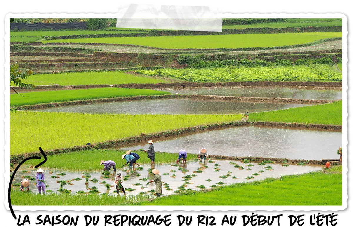 Le travail dans les rizières