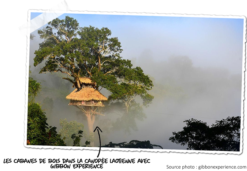 La Gibbon Experience dans la province de Bokéo au Laos