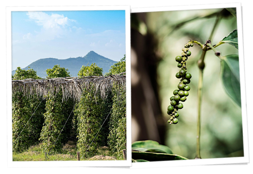 le terroir du poivre de Kampot