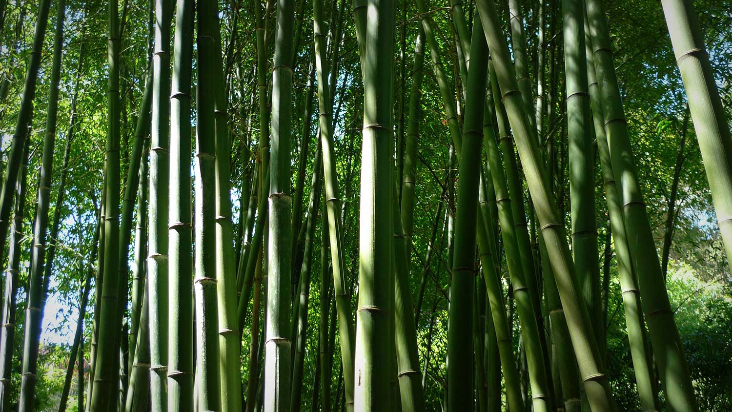 le bambou, pas le plastique !
