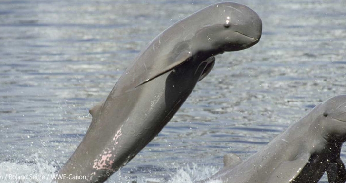 Dauphin à la rivière d'Irrawaddy