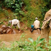 Les éléphants au Laos