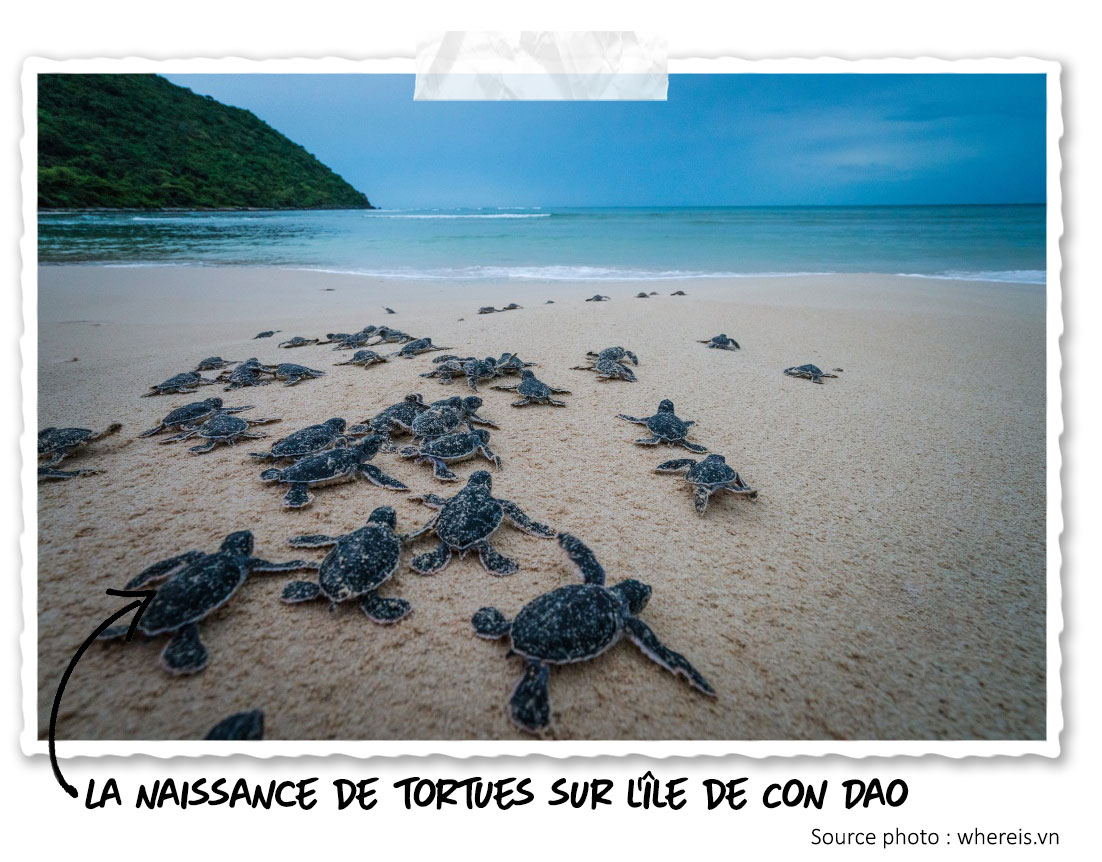L'éclosion des tortues sur l'île de Con Dao au Vietnam