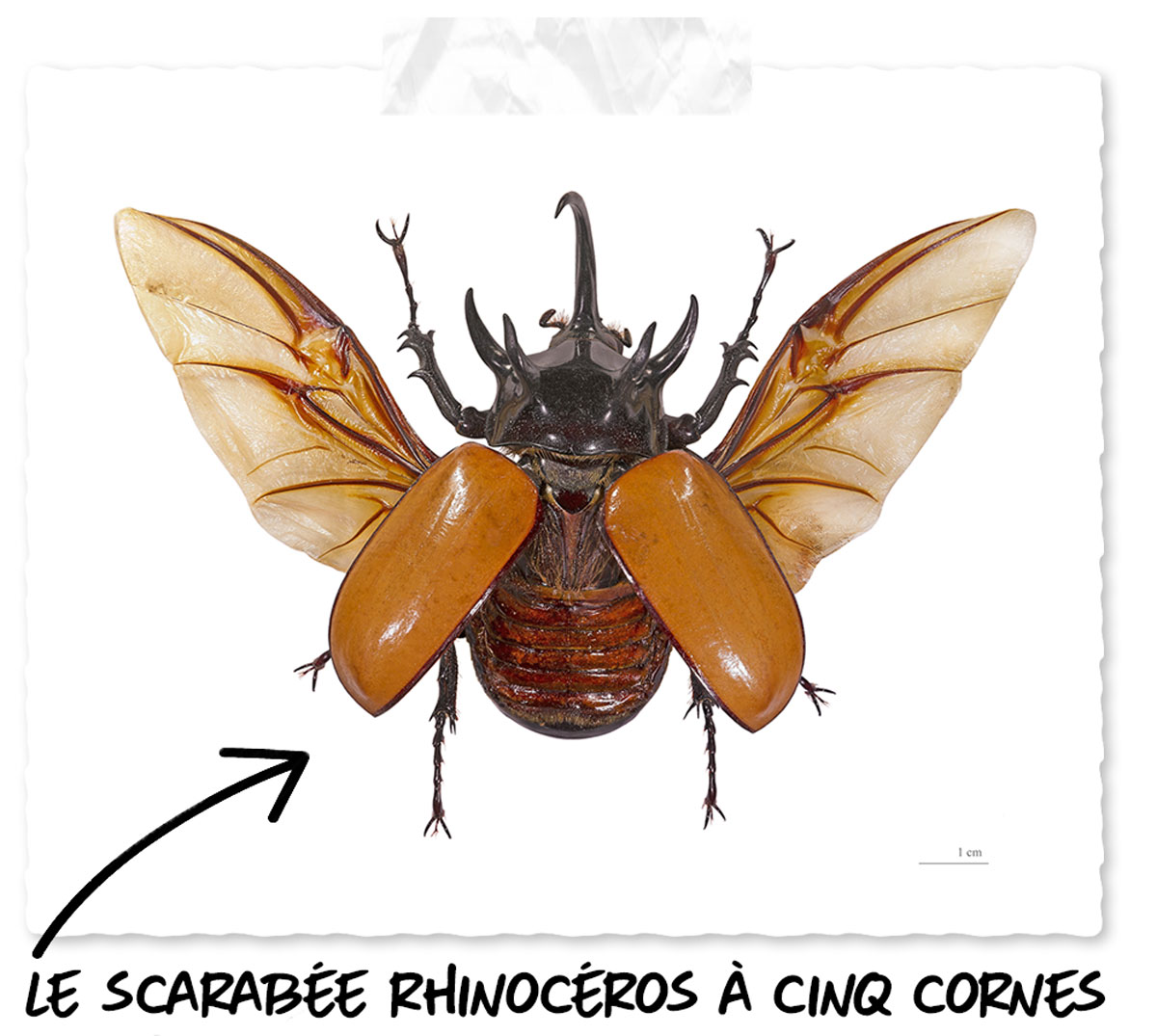 Le scarabée rhinocéros : un insecte du Vietnam