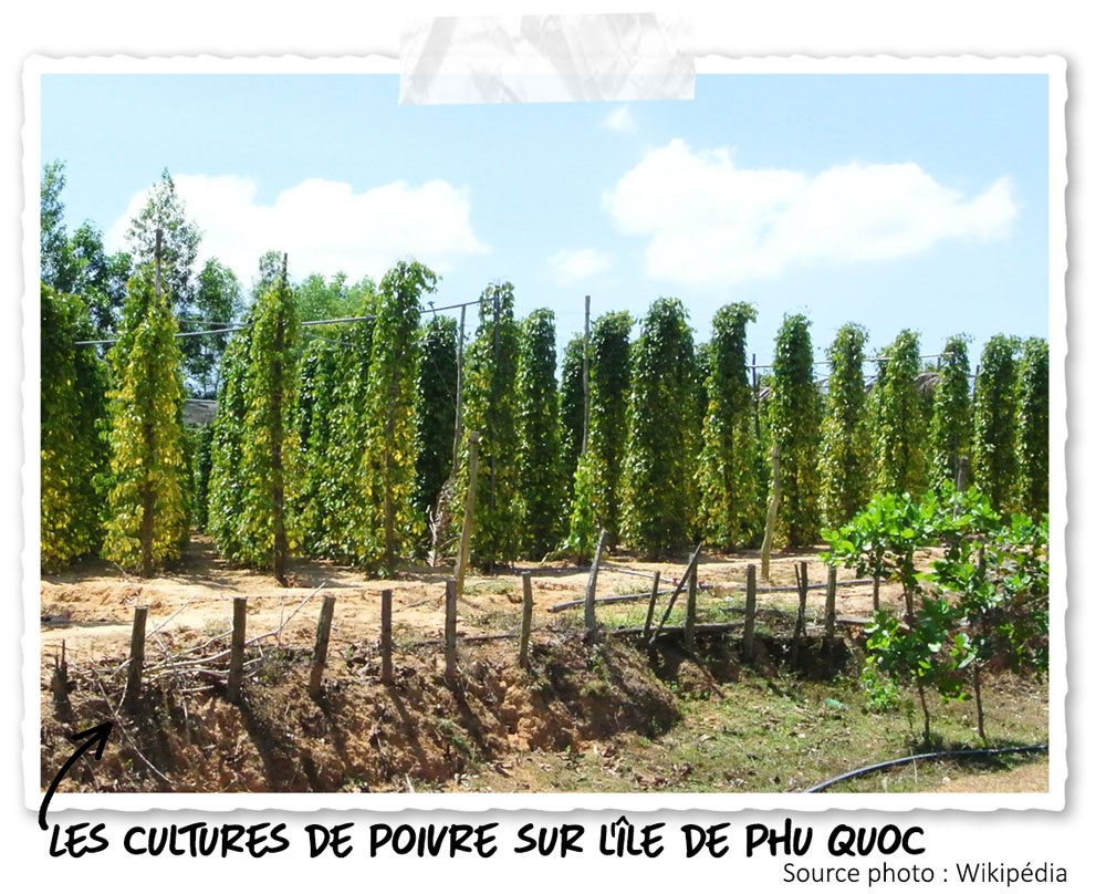 Une plantation de poivre à Phu Quoc
