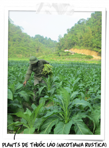 Plantation de tabac Tuoc Lao au Vietnam
