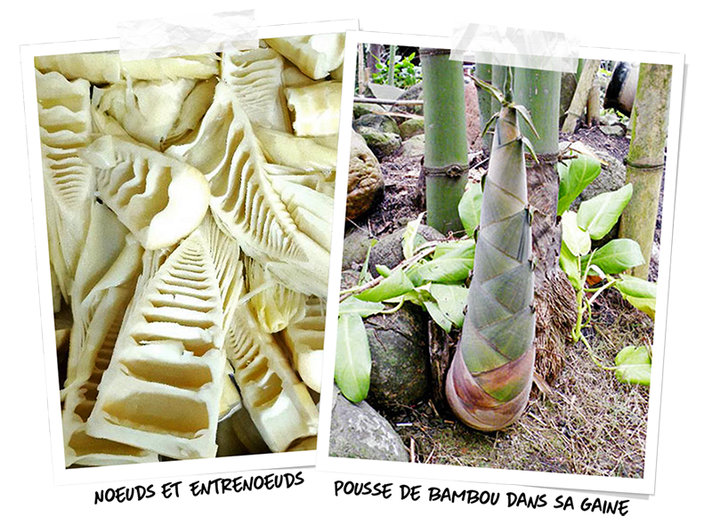 Pousse de bambou dans sa gaine