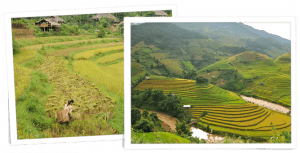 saison de l'automne au Vietnam